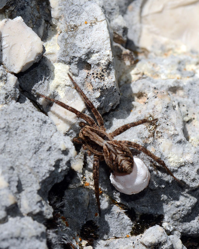 Salticidae. No Alopecosa sp.con ovisacco - Campo Felice (AQ)